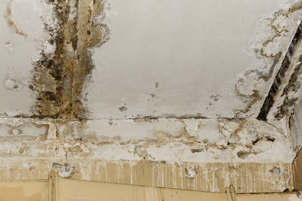 Best Mold-Related Health Consultation  in Chisago City, MN