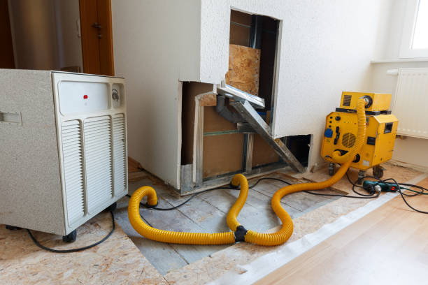 Best Attic Mold Removal  in Chisago City, MN