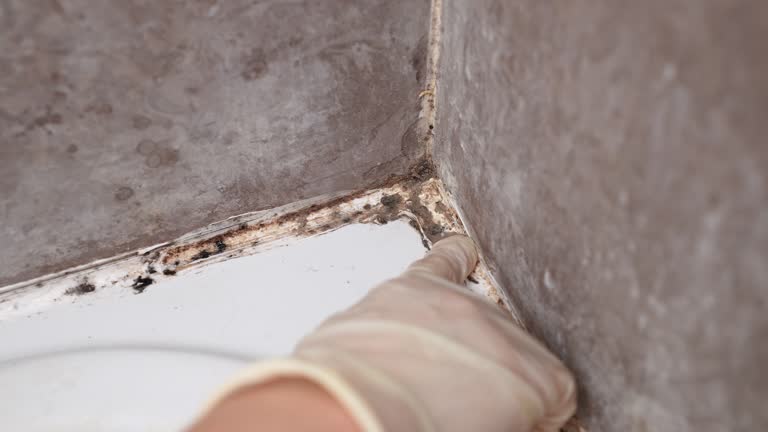 Best Mold Removal for HVAC Installations  in Chisago City, MN
