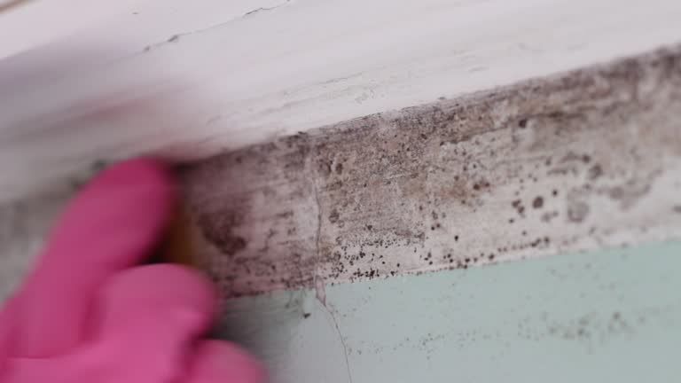 Best Mold Damage Restoration  in Chisago City, MN